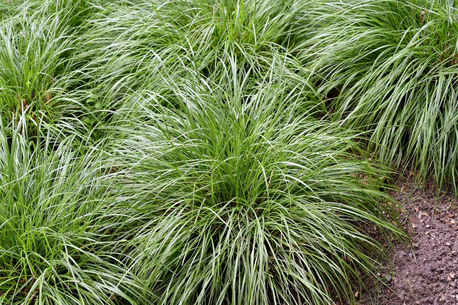 Dense green ornamental grass with fine, thin blades growing in tufted clump, creating textural pattern