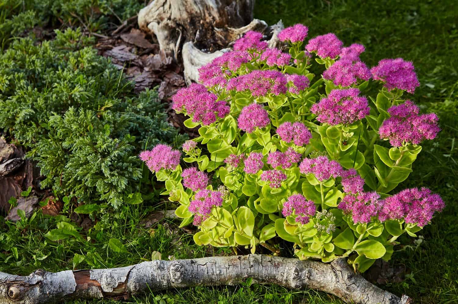 Pink sedum flowers in bloom, growing in a rock garden with green foliage