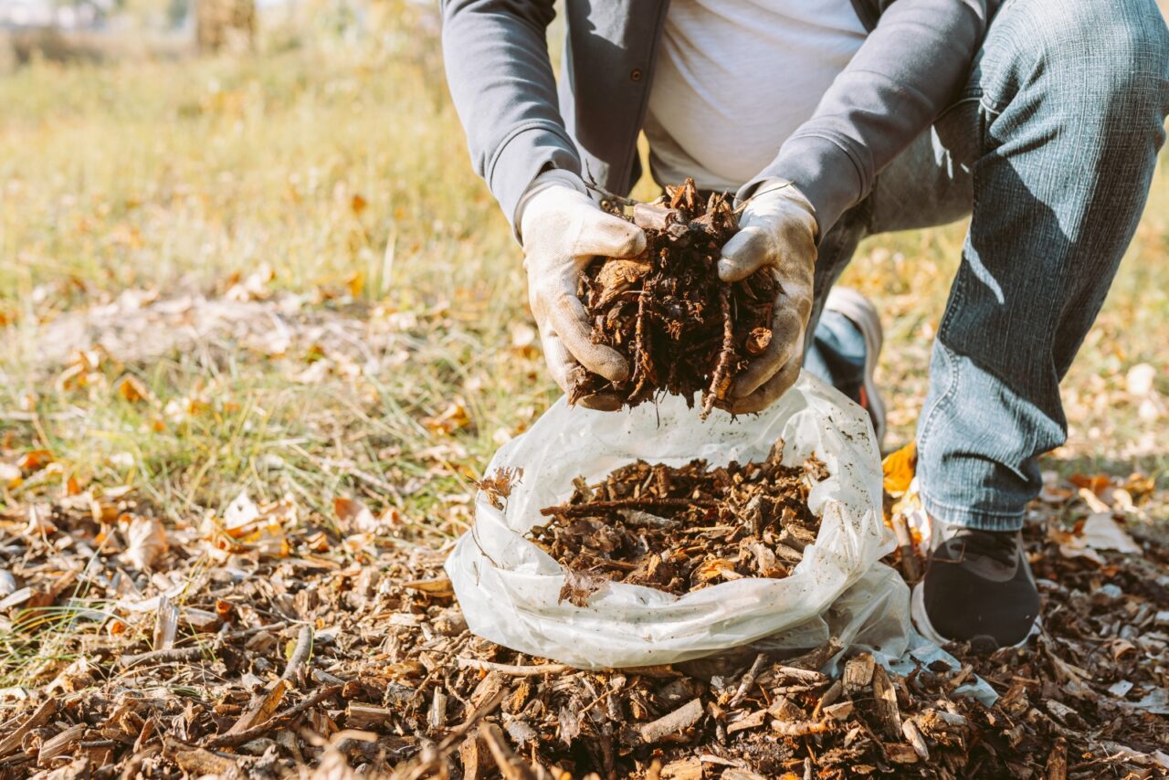 Gloved hands holding decomposed brown leaf litter, soil, autumn background, composting process