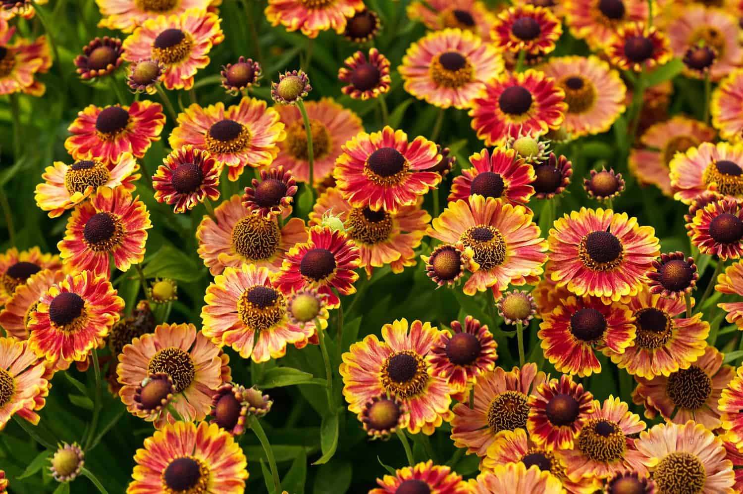 A cluster of vibrant sneezeweed flowers with yellow, orange, and red petals and dark brown centers in full bloom