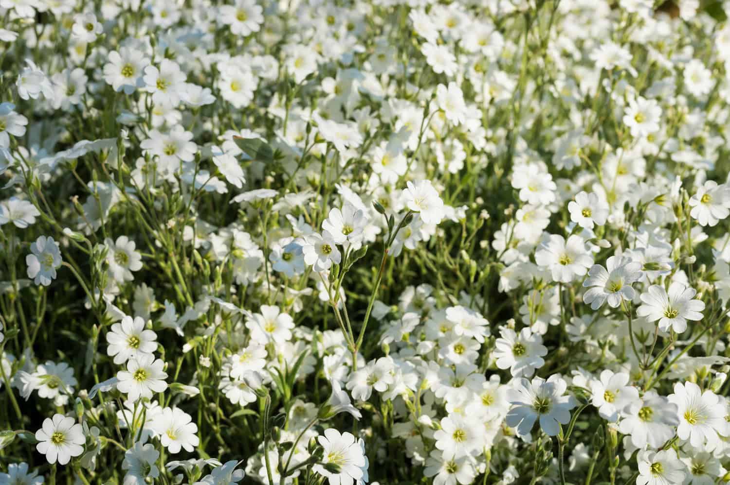 Dense cluster of small white Snow-in-Summer (Cerastium tomentosum) flowers with yellow centers, surrounded by slender green stems and foliage under bright daylight