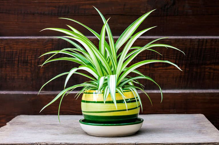 A spider plant with long, green and white striped leaves, potted in a yellow and green striped ceramic pot, placed on a white saucer, set against a wooden background