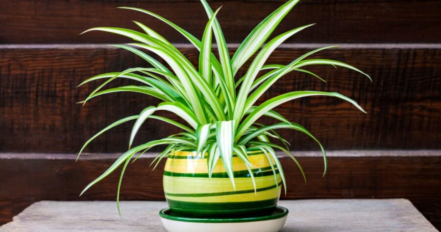 A spider plant with long, green and white striped leaves, potted in a yellow and green striped ceramic pot, placed on a white saucer, set against a wooden background
