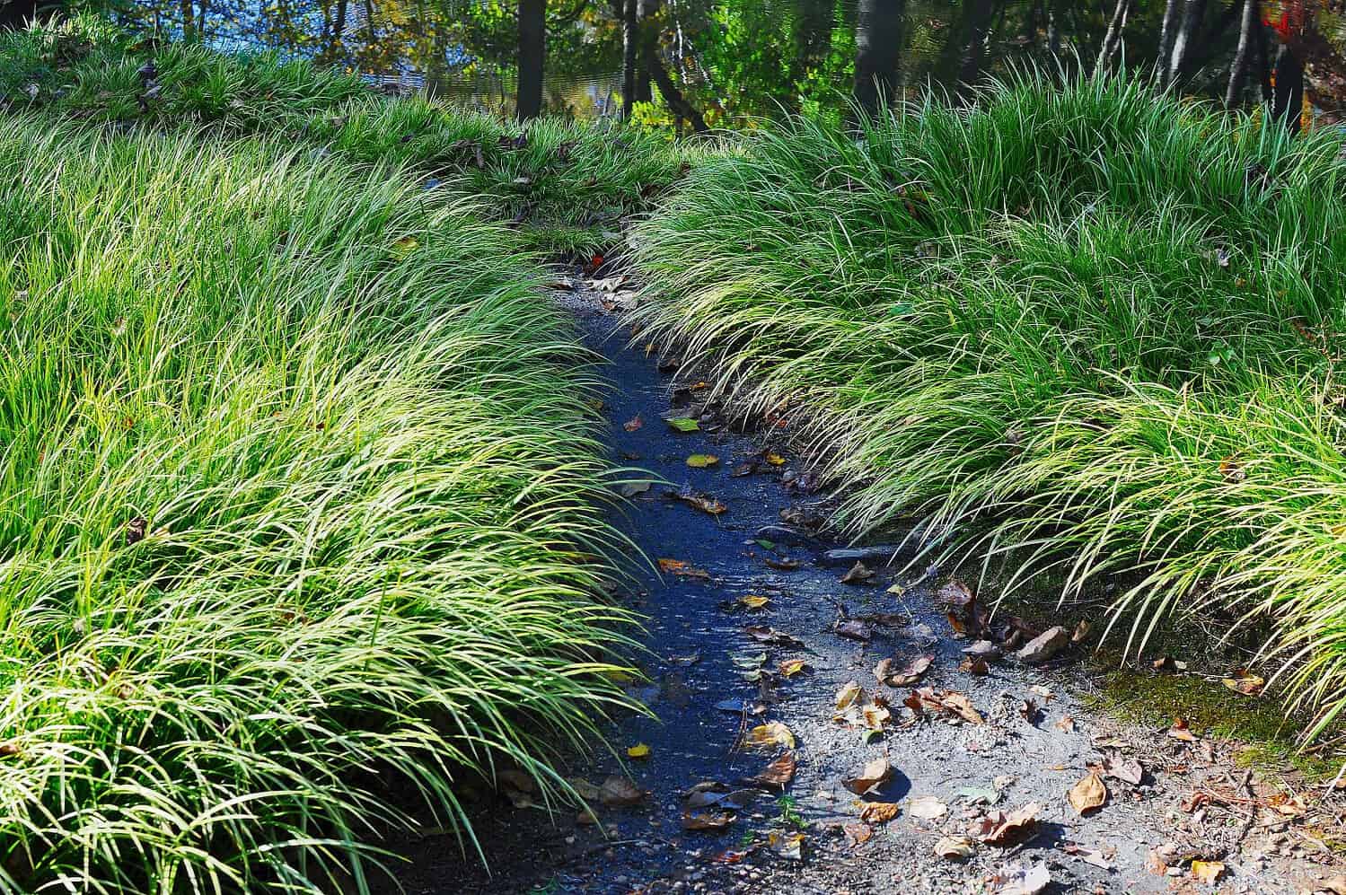 Prairie dropseed ornamental grass forming dense clumps along both sides of a narrow stream with fallen leaves.