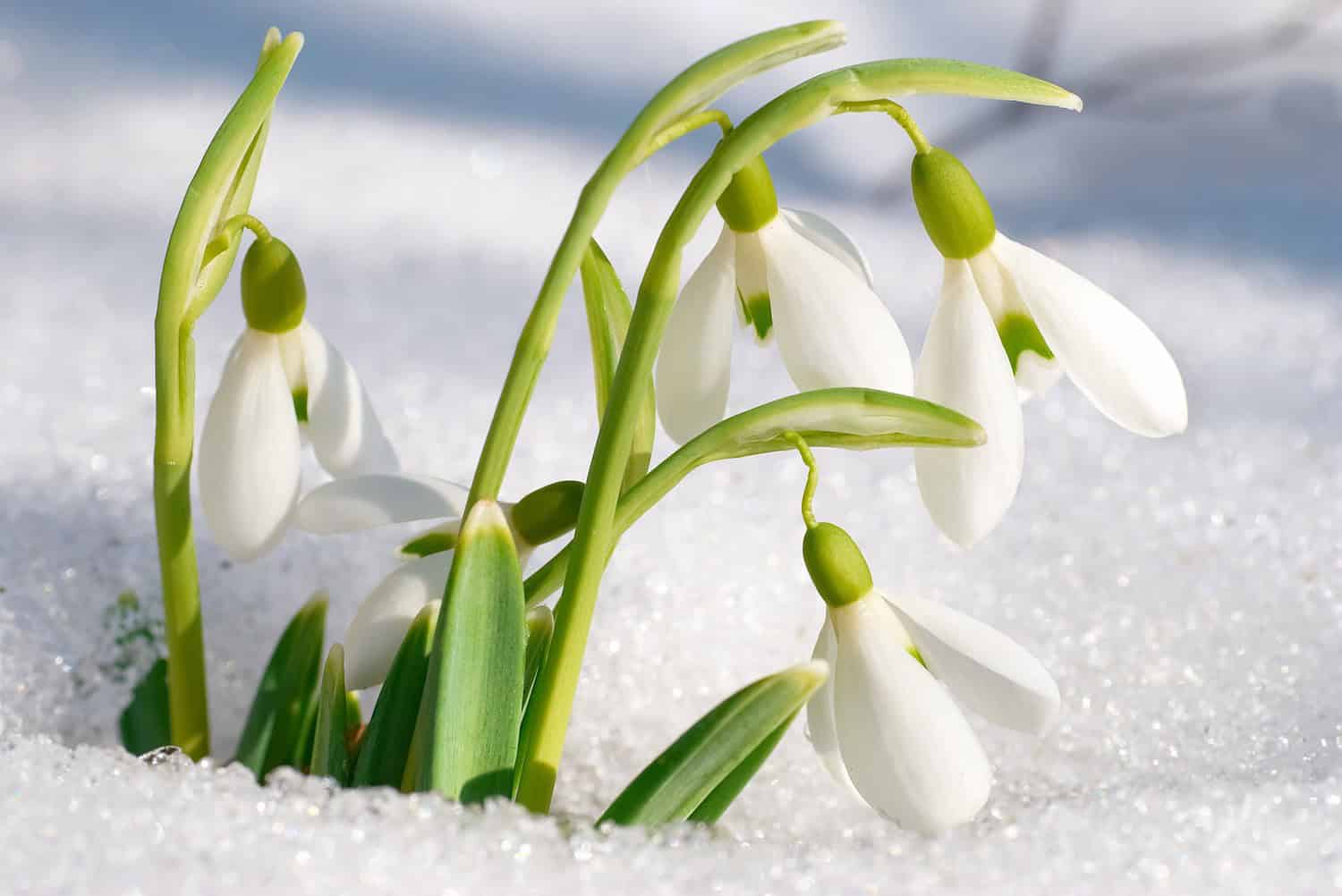 White snowdrop flowers emerging from snow, green stems contrasting with ice, symbol of early spring