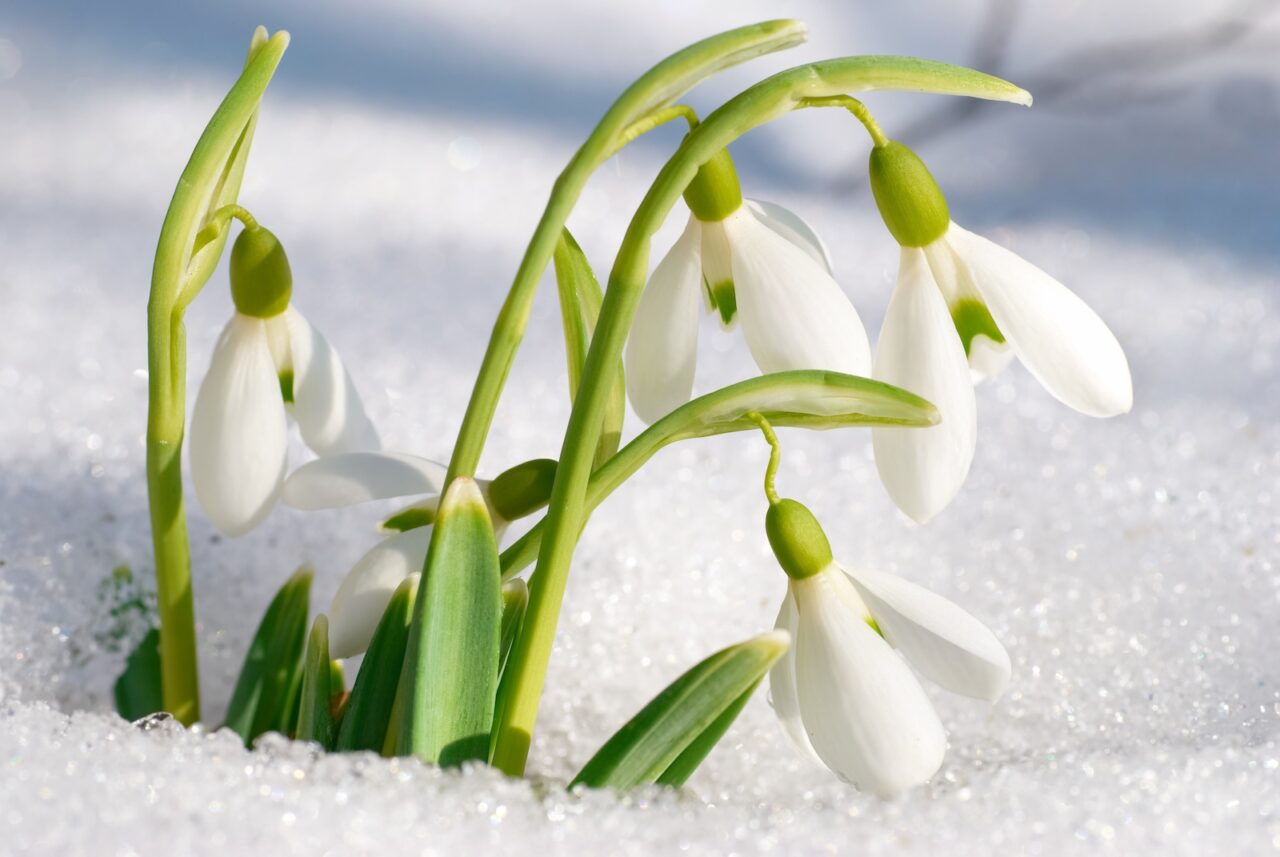 White snowdrop flowers emerging from snow, green stems contrasting with ice, symbol of early spring