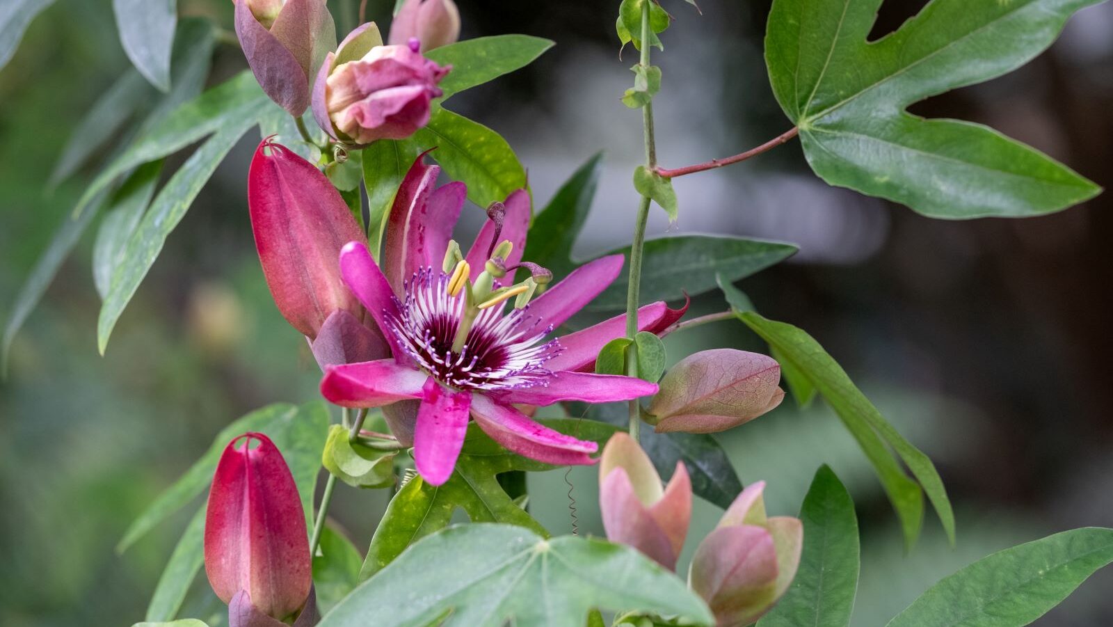 Close-up of a vibrant magenta clematis flower with purple-pink petals surrounding a central cluster of stamens. Several unopened buds appear nearby among green foliage