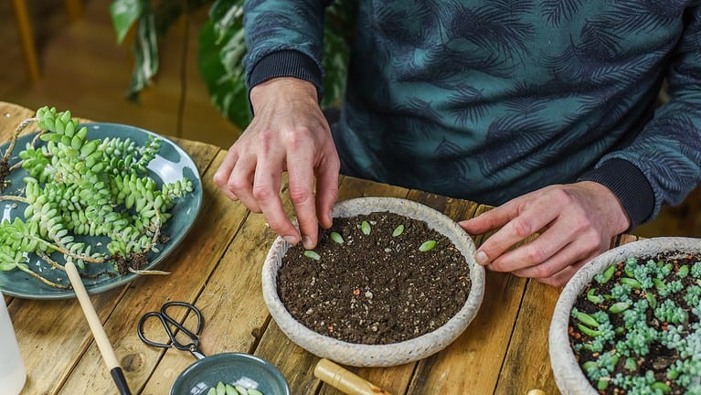 16 Healing Plants to Grow in Your Backyard or Balcony