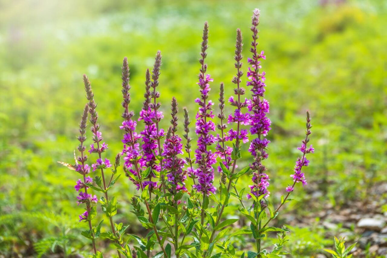 Tall purple loosestrife flowers bloom in clusters against a vibrant green meadow with soft sunlight filtering in the background