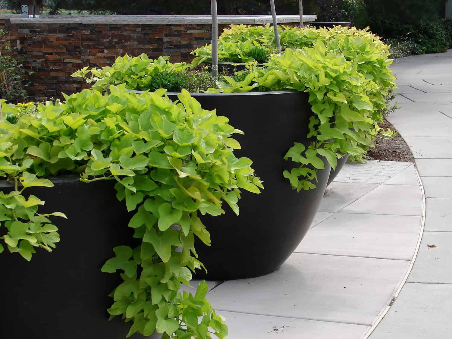 Large black rounded planters with cascading bright green sweet potato vines arranged along curved concrete pathway beside brick wall