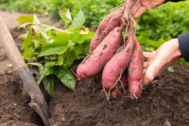 Hands holding freshly harvested purple sweet potatoes with roots attached, next to garden soil and green foliage