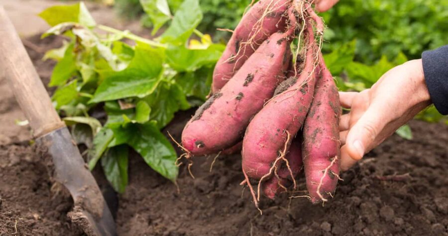 Hands holding freshly harvested purple sweet potatoes with roots attached, next to garden soil and green foliage