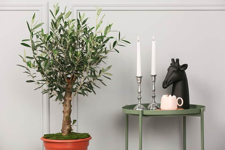 13 Popular Houseplants That Don’t Survive Long in Most Homes