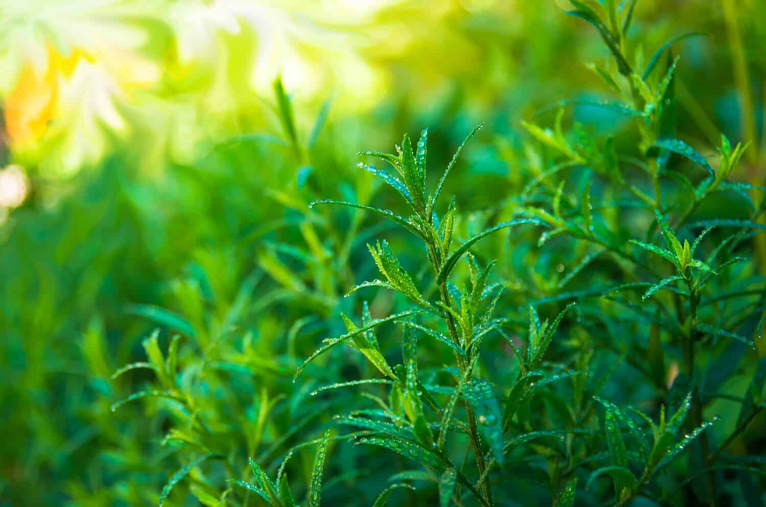 Bright green tarragon leaves in a sunlit garden, fresh herbs growing densely, early morning dew clinging to foliage, culinary herb ready for harvest, backyard herb patch thriving in summer light, close-up of healthy aromatic leaves, ideal setting for natural herb cultivation