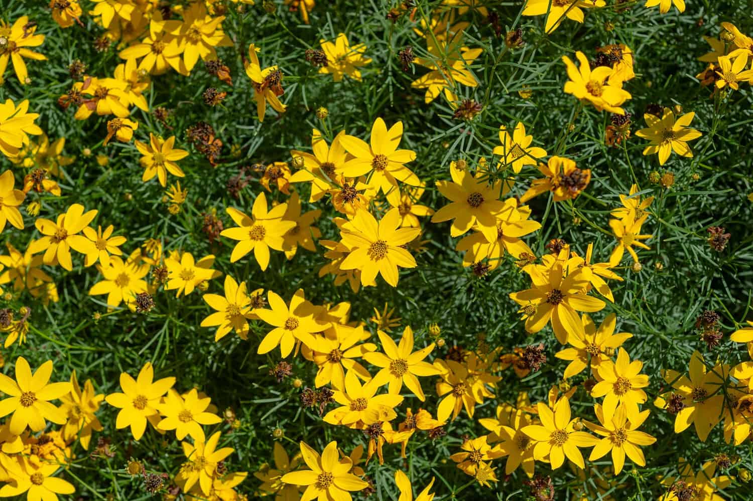 Bright yellow wildflowers with green foliage, dense cluster of small star-shaped blooms, tightly packed ground cover