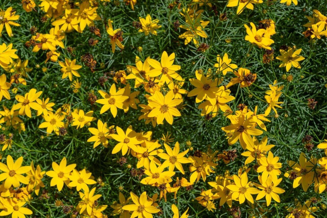 Bright yellow wildflowers with green foliage, dense cluster of small star-shaped blooms, tightly packed ground cover