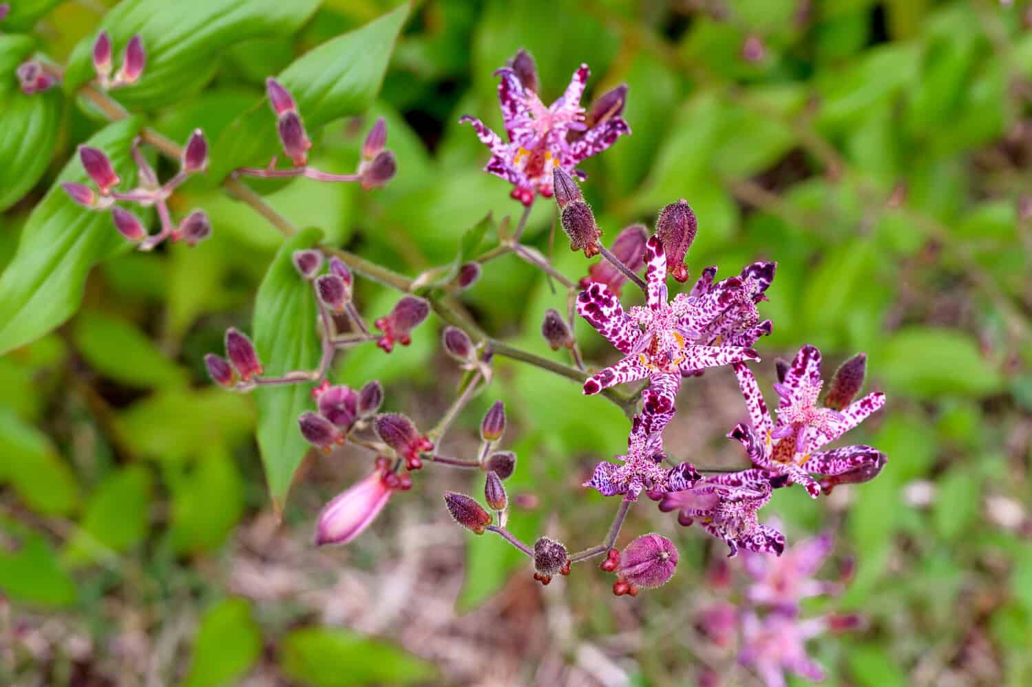 Delicate pink astilbe flowers with feathery plumes rising above green foliage, creating airy texture