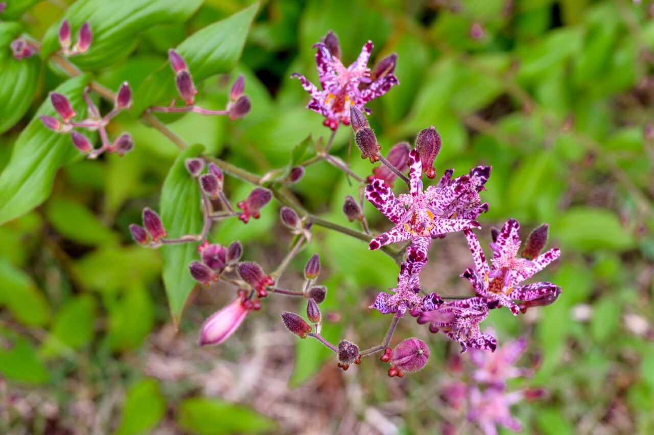 Delicate pink Toad Lily flowers with feathery plumes rising above green foliage, creating airy texture