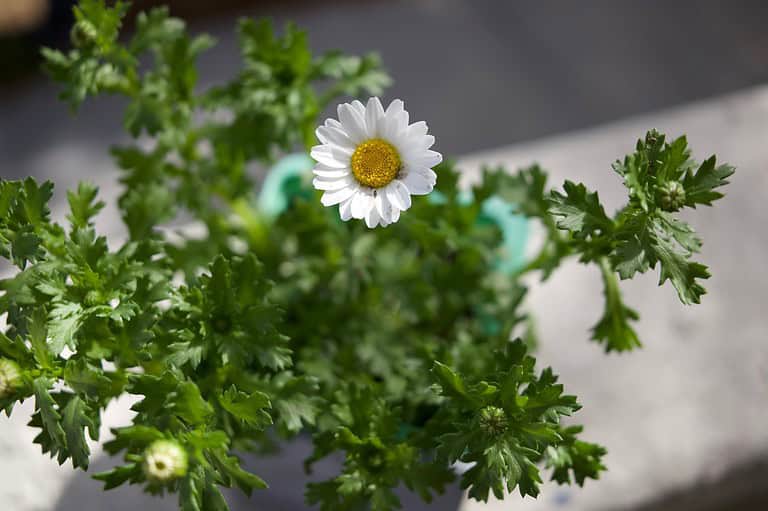 15 White Flowers That Will Kill Your Garden’s Aesthetic