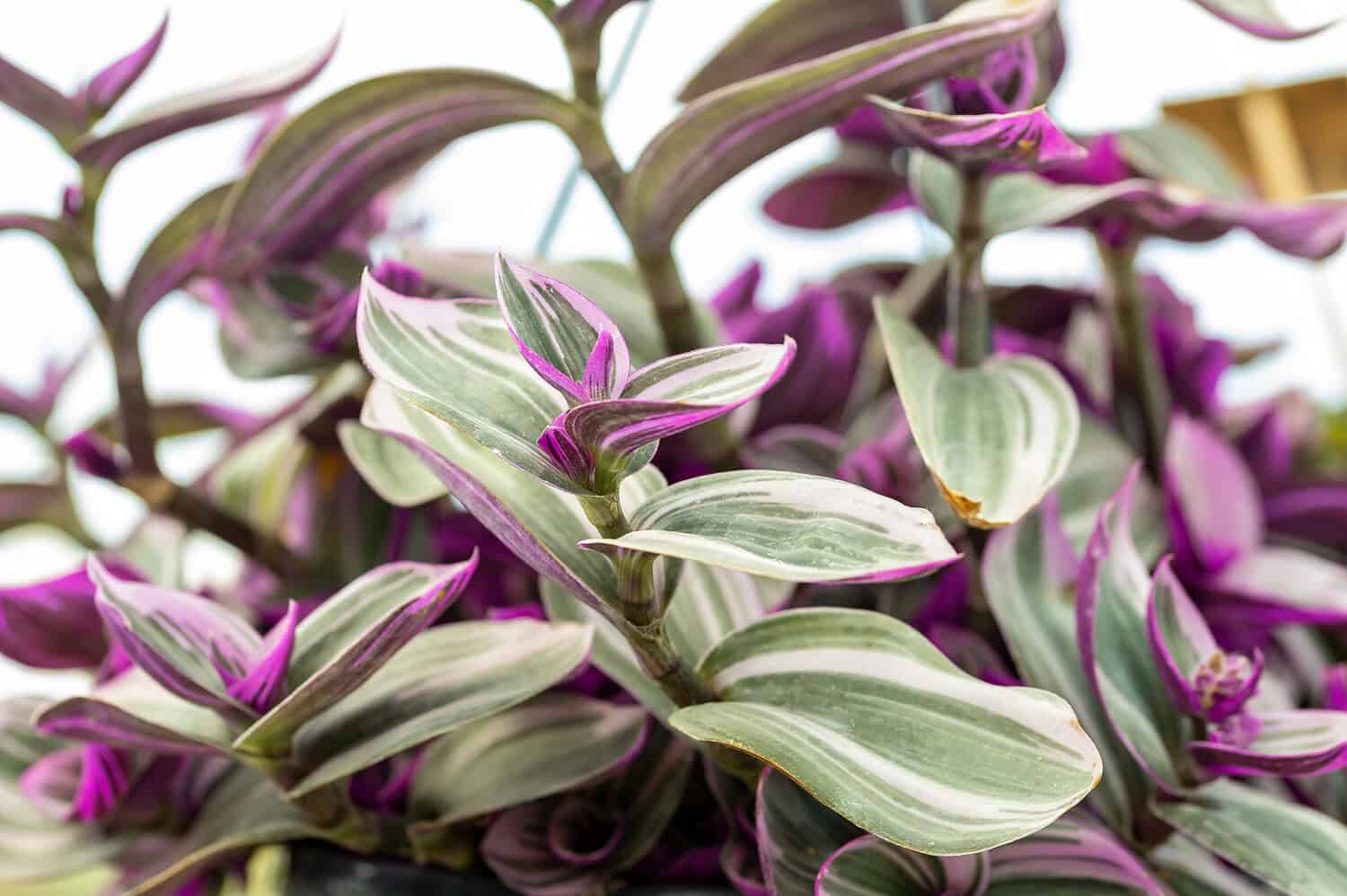 Tradescantia plant, striped green, white, and purple leaves, clustered in a dense arrangement, vibrant foliage with glossy texture