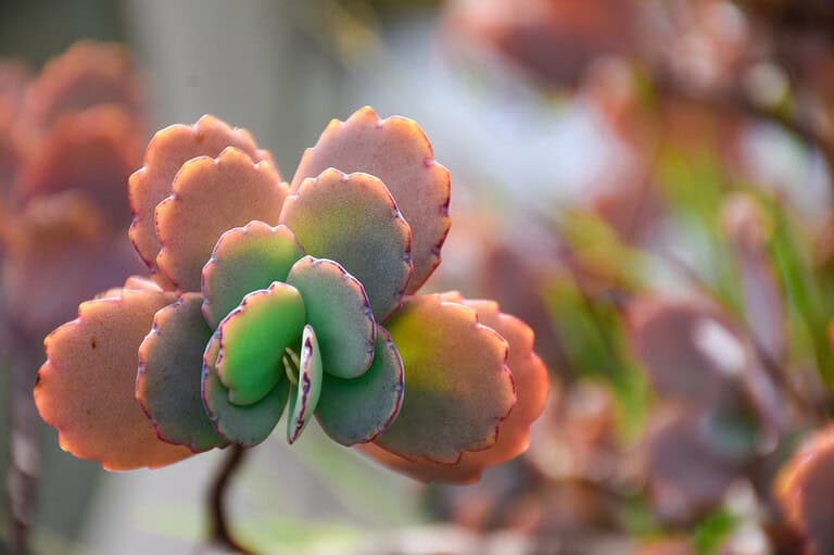 20 Funny Succulent Names that Never Fail to Make Us Laugh