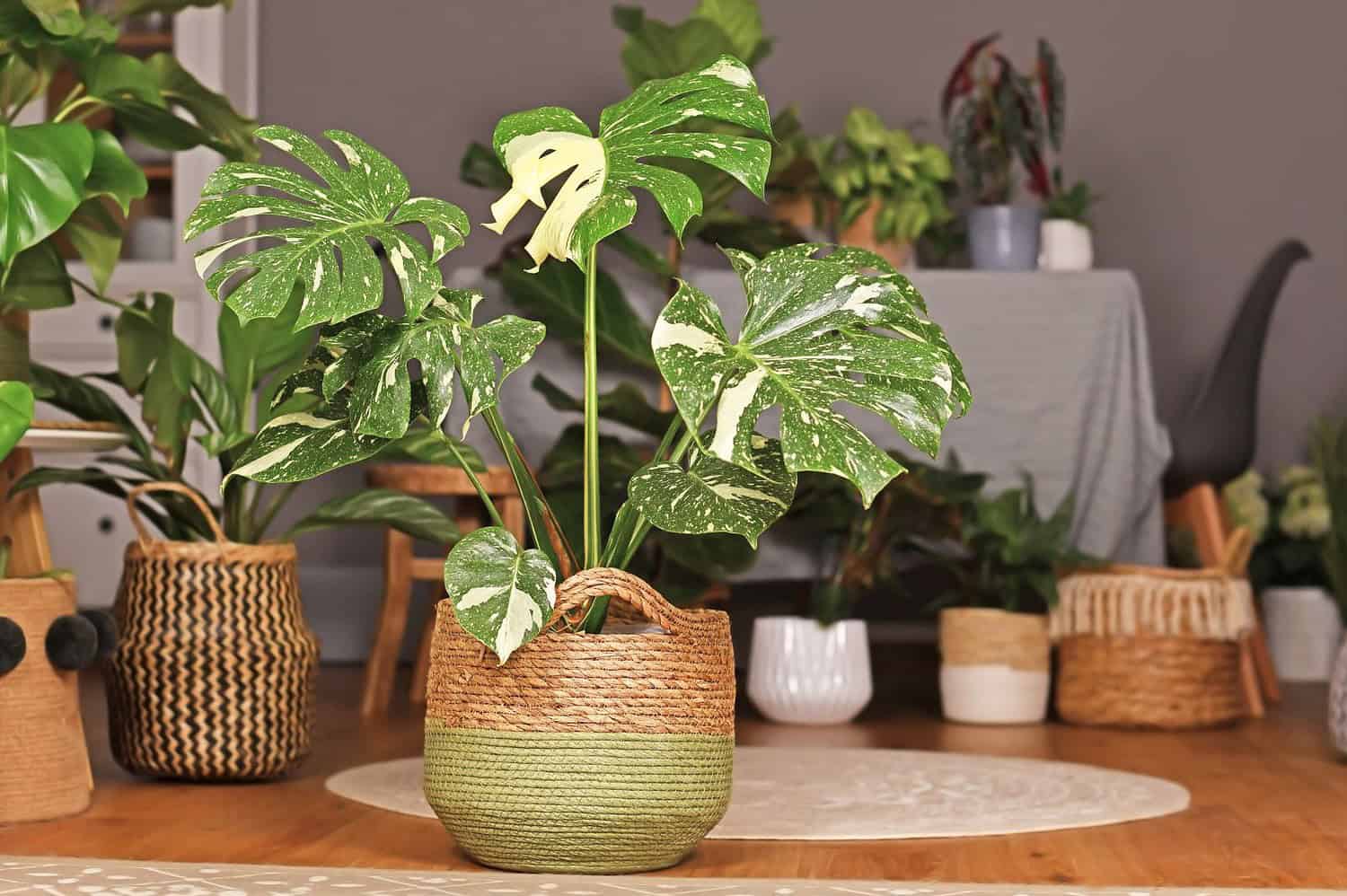 Variegated monstera plant in two-toned woven basket on wooden table, surrounded by other houseplants in decorative containers