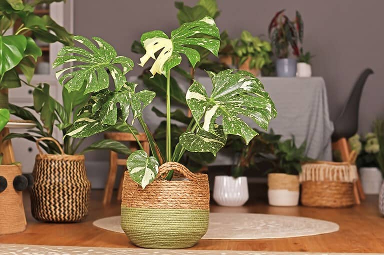 Variegated monstera plant in two-toned woven basket on wooden table, surrounded by other houseplants in decorative containers