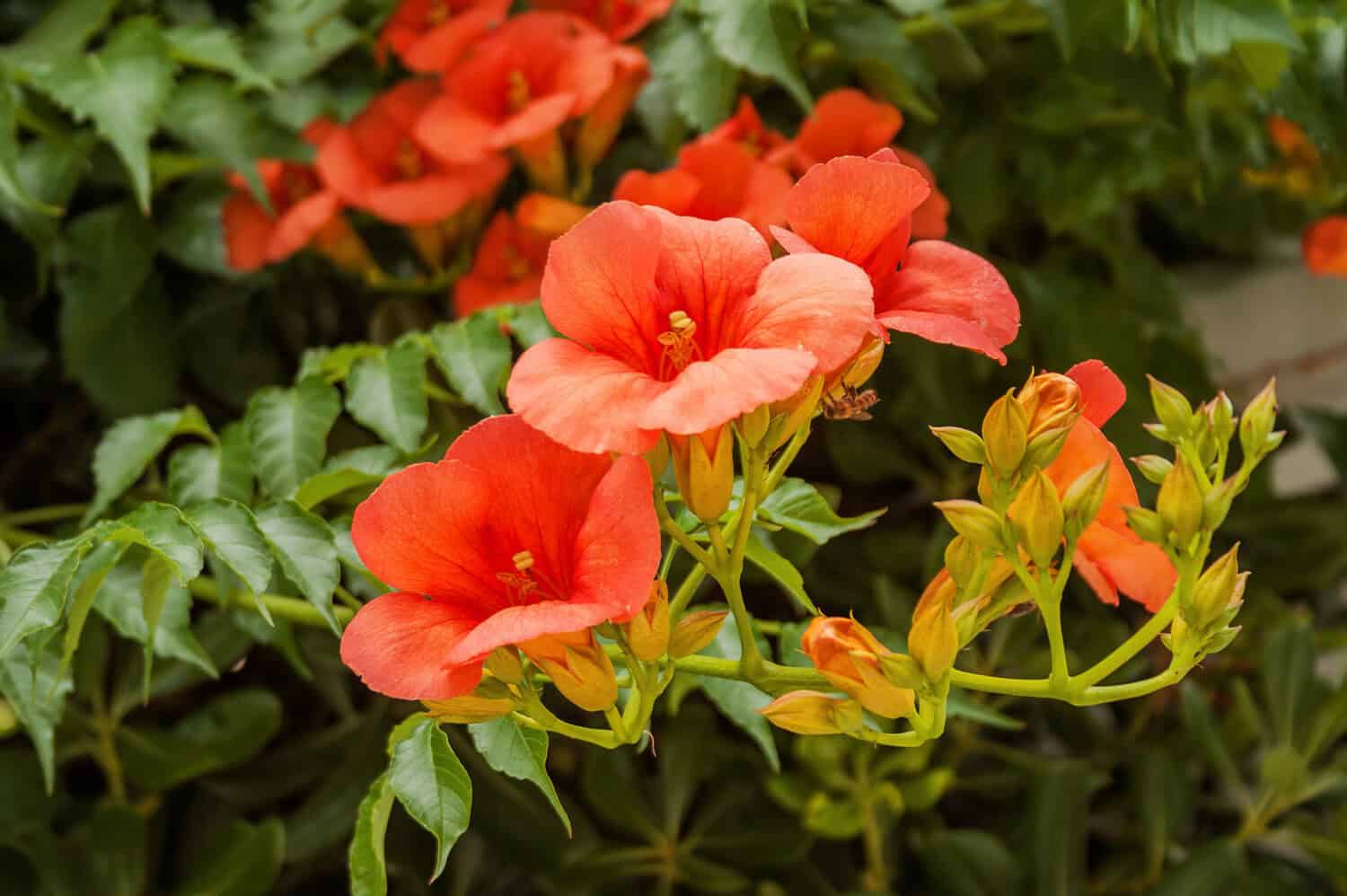 Close-up of bright orange trumpet creeper flowers in bloom. The vibrant trumpet-shaped blossoms with flared petals are surrounded by green foliage against a blurred background, framed in a square format