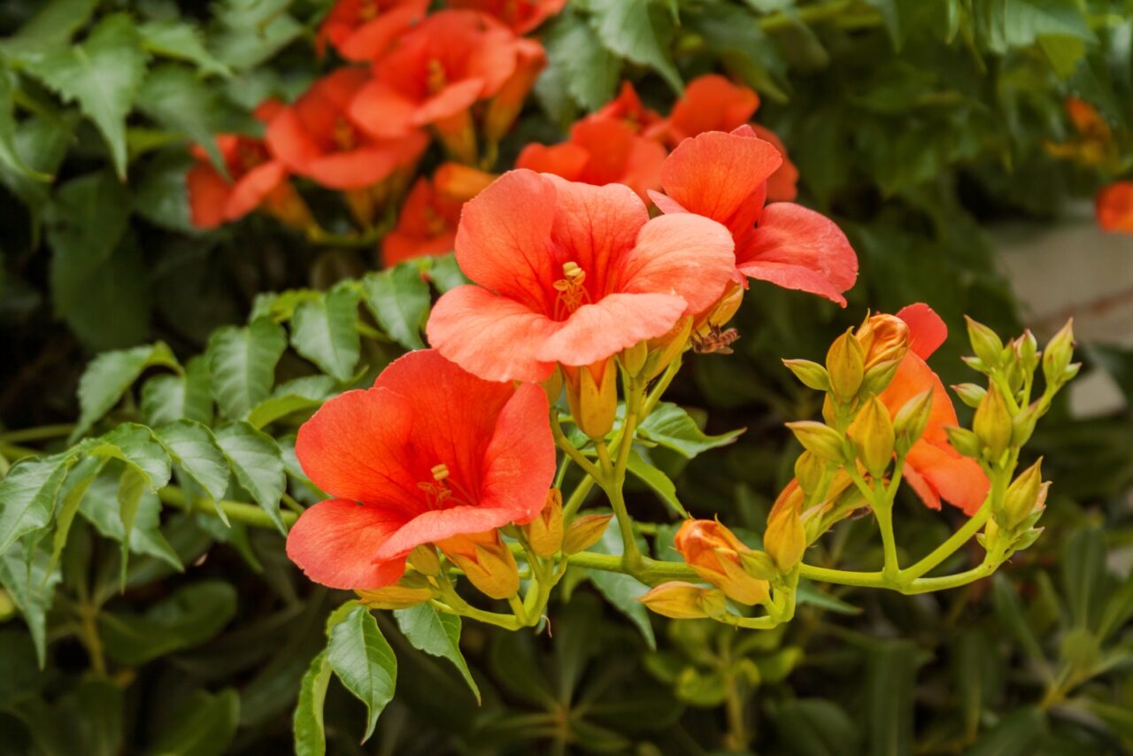 Close-up of bright orange trumpet creeper flowers in bloom. The vibrant trumpet-shaped blossoms with flared petals are surrounded by green foliage against a blurred background, framed in a square format