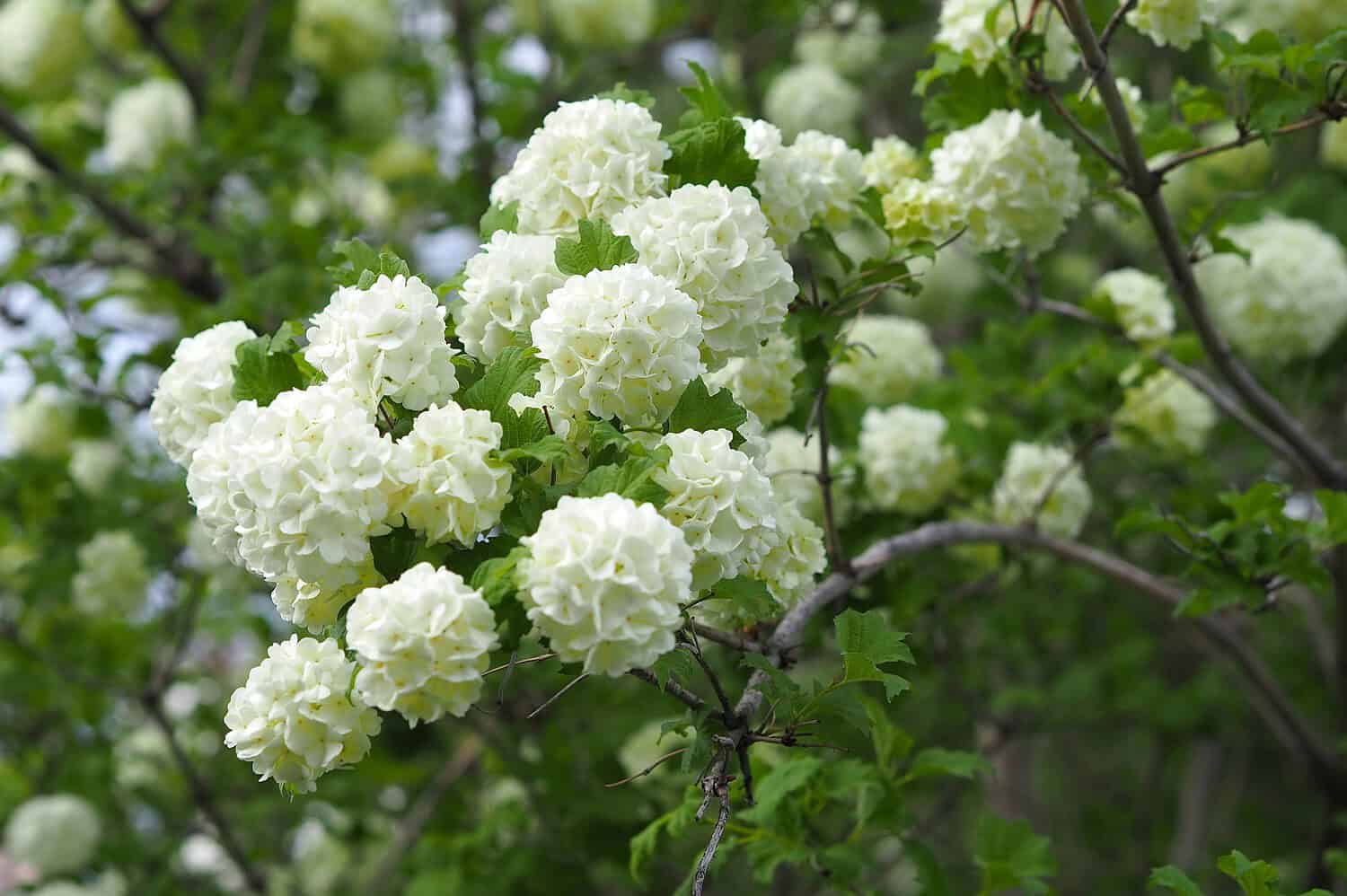 White Viburnum flowers, clustered blooms, green leaves, woody branches, spring garden, ornamental shrub, delicate petals, bright outdoor setting