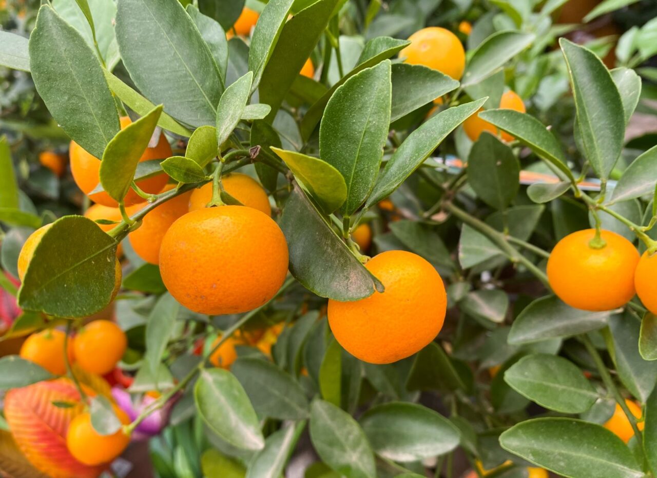 Cluster of ripe orange calamansi fruits hanging on a lush green tree with glossy oval leaves