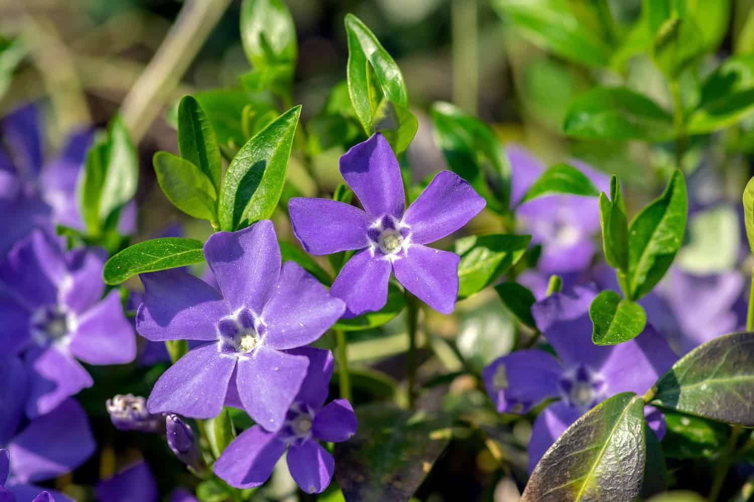 Purple periwinkle flowers, five-petaled blooms with white centers, surrounded by green leaves, sunlit garden setting