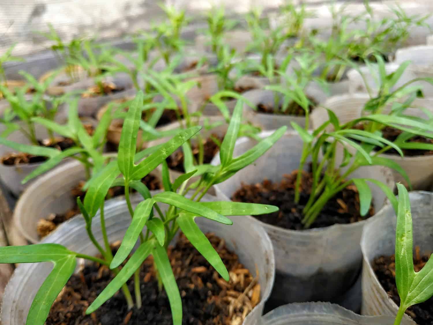 Water spinach seedlings with narrow green leaves growing in individual gray plastic pots filled with dark soil