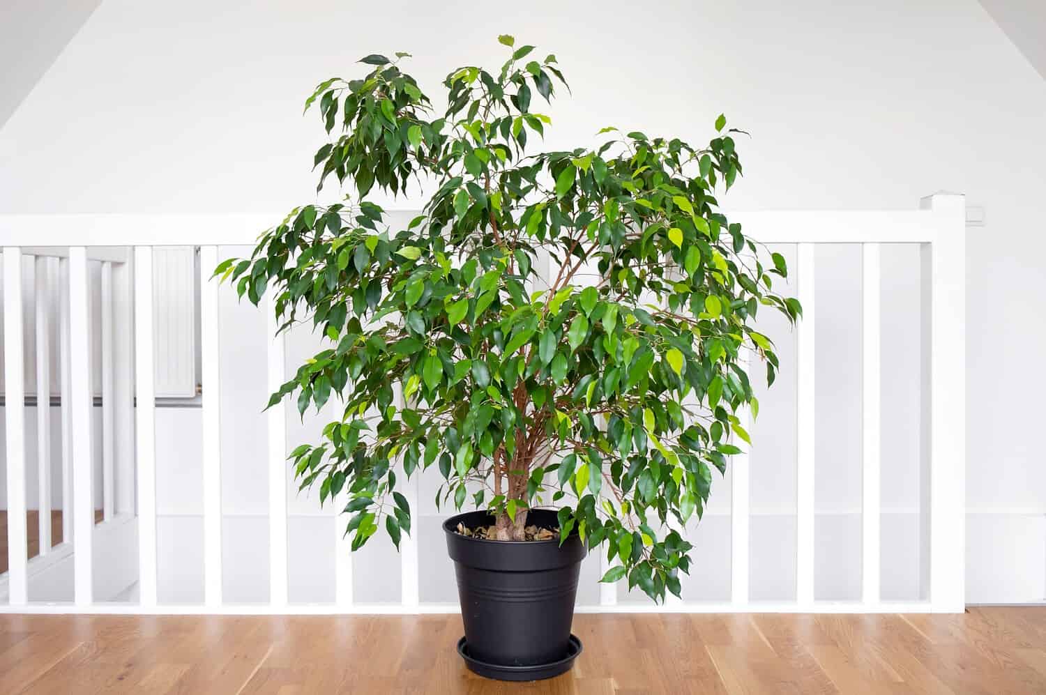 Weeping Fig with lush green foliage in black plastic pot standing on wooden floor against white staircase railing