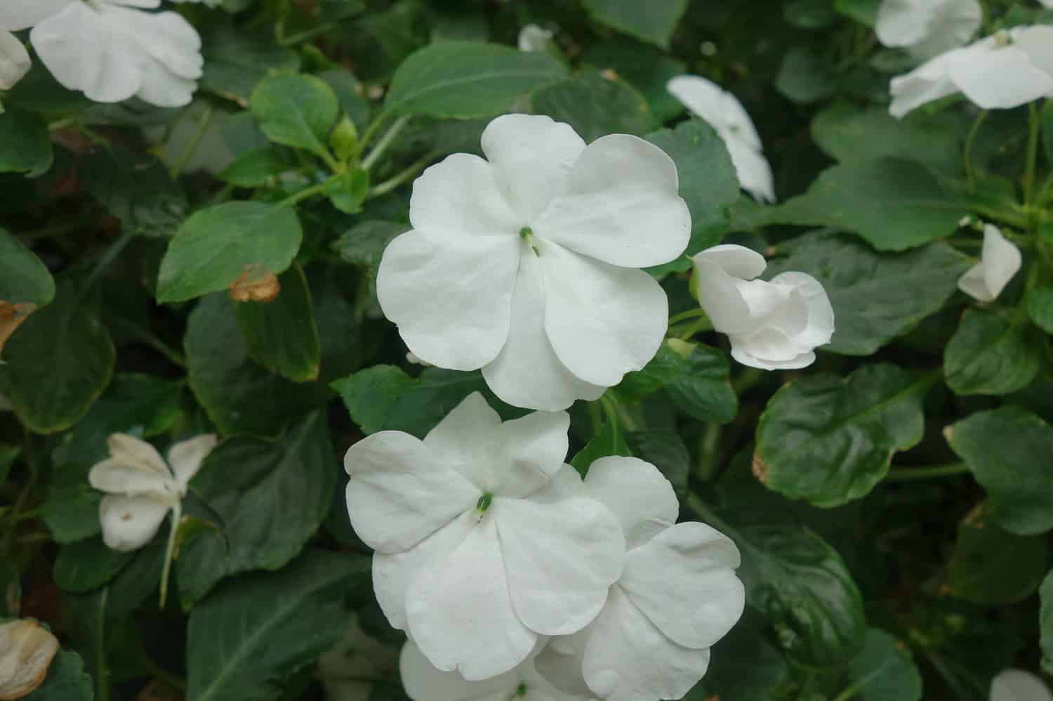 White impatiens flowers, delicate petals, green foliage, vibrant white blooms, close-up view, fresh and healthy flowers, soft texture, lush green leaves, peaceful floral scene