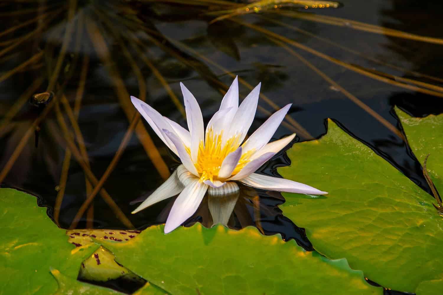 White water lily with yellow center floating among green lily pads on dark water surface