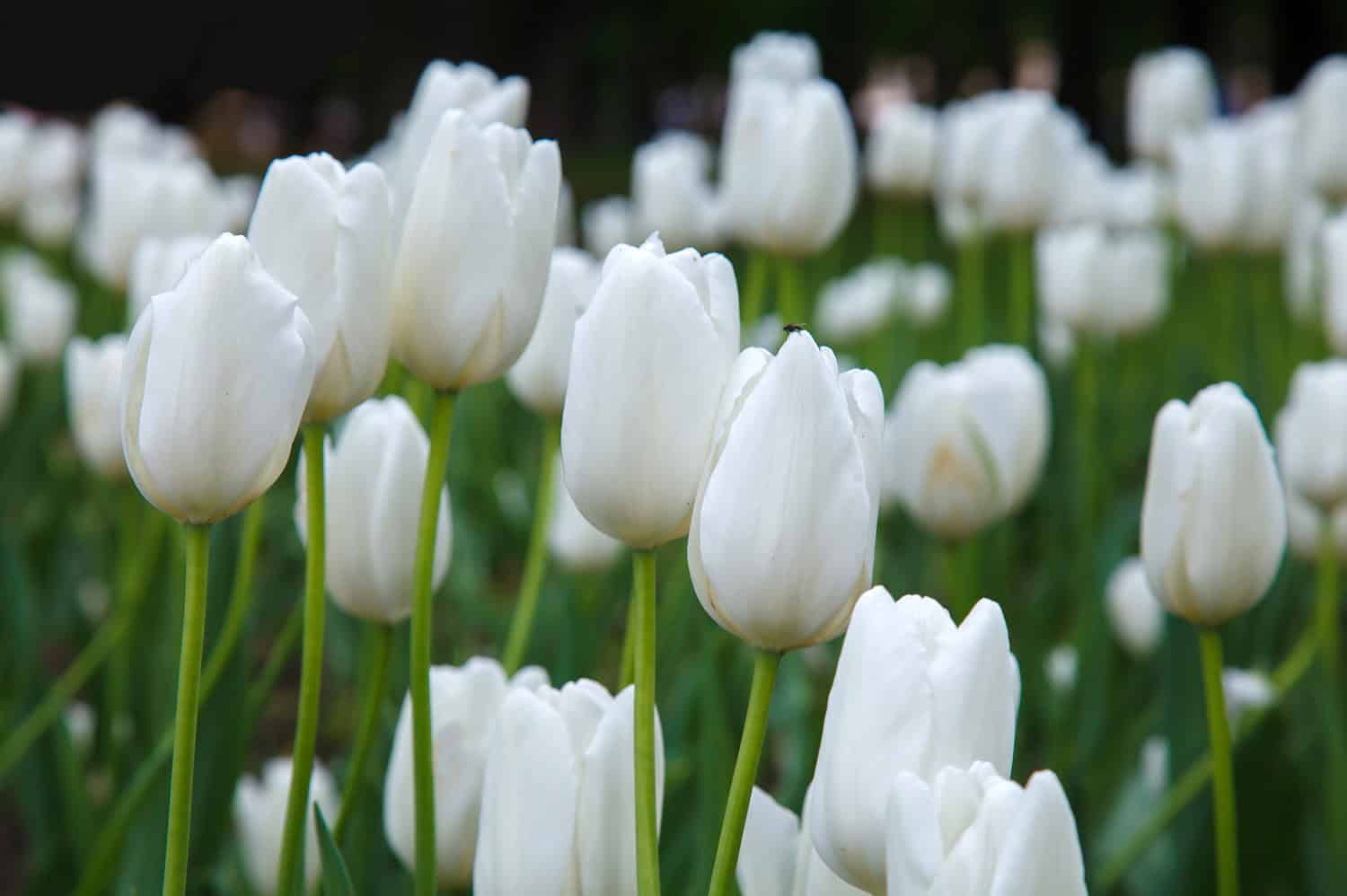 A field of white tulips in full bloom, delicate petals standing tall on green stems, soft-focus background, serene garden setting