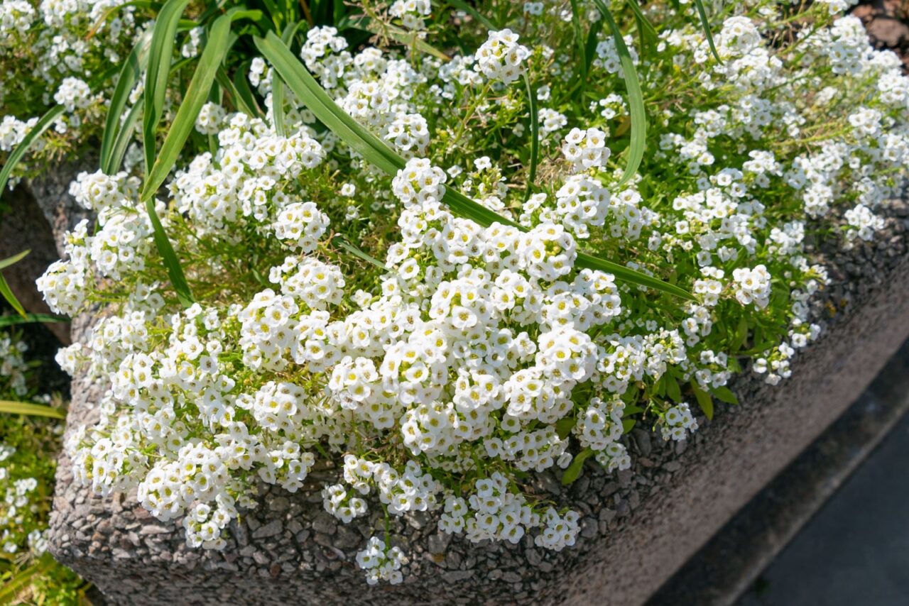 Cluster of white alyssum flowers in full bloom, small delicate petals with green centers, growing over the edge of a concrete planter, sunlit garden setting