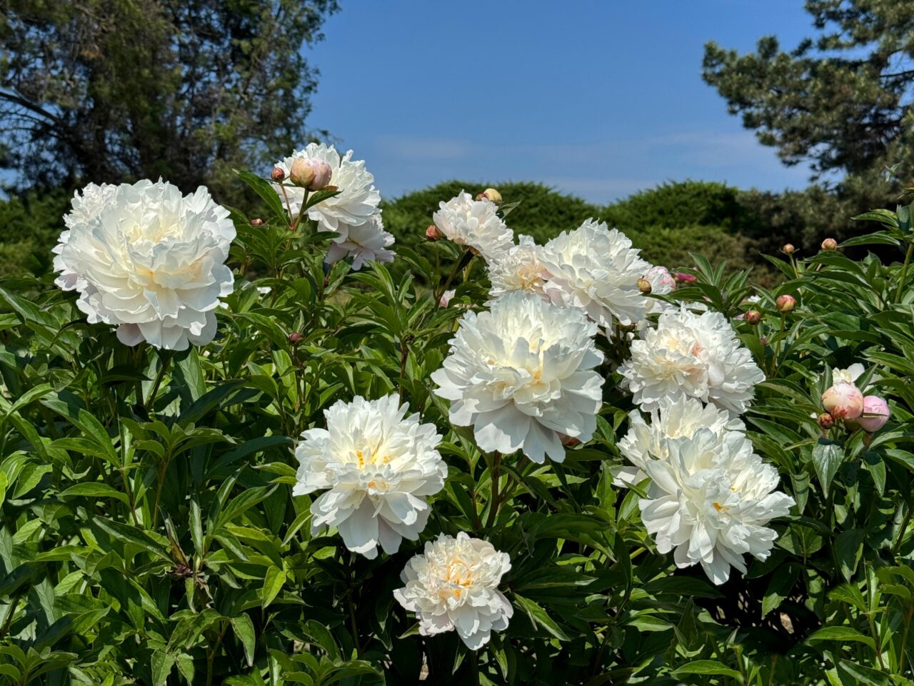 White peonies in full bloom, lush green foliage, bright blue sky, serene garden setting