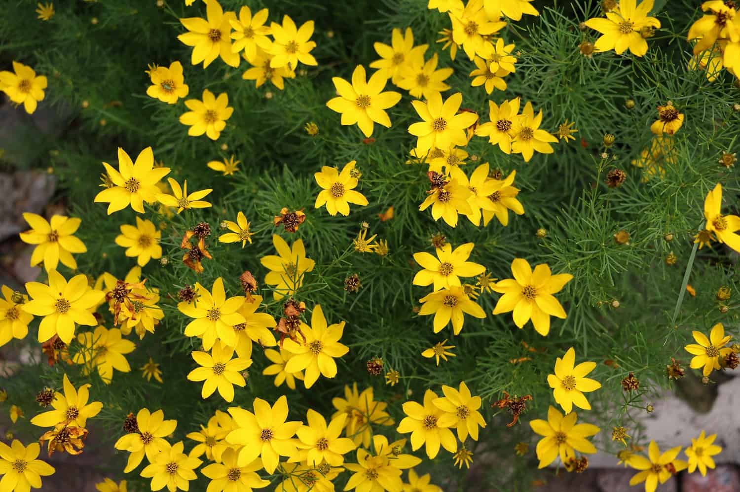 Bright yellow Tickseed flowers blooming abundantly among feathery green foliage, creating a dense carpet of star-shaped blossoms