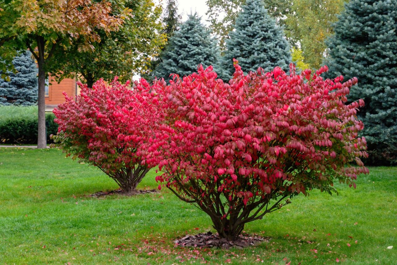 Vibrant burning bush with bright red autumn foliage centered in landscaped yard with evergreen trees and green lawn