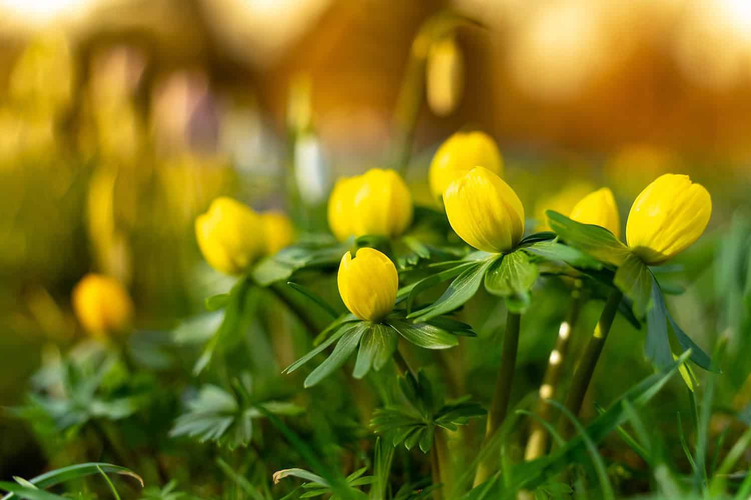 A cluster of small, yellow flower buds surrounded by lush green leaves, set against a softly blurred background of more blooms and warm, golden light. The scene feels fresh, vibrant, and bathed in natural sunlight