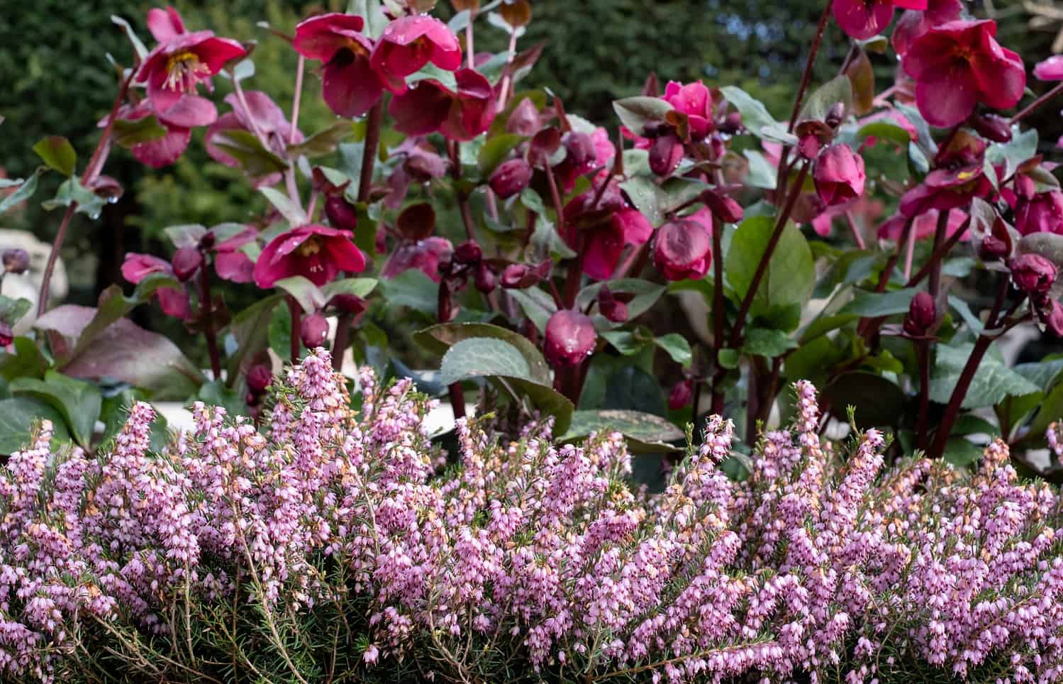 A garden scene with pink heather flowers in the foreground, dark purple hellebores in the background, vibrant greenery, blooming plants, fresh spring foliage