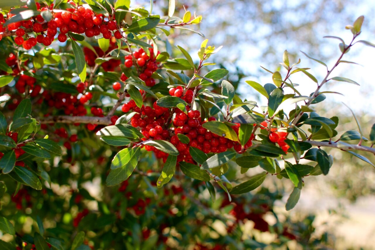 Small bright red berries growing abundantly on green leafy shrub branches against sky