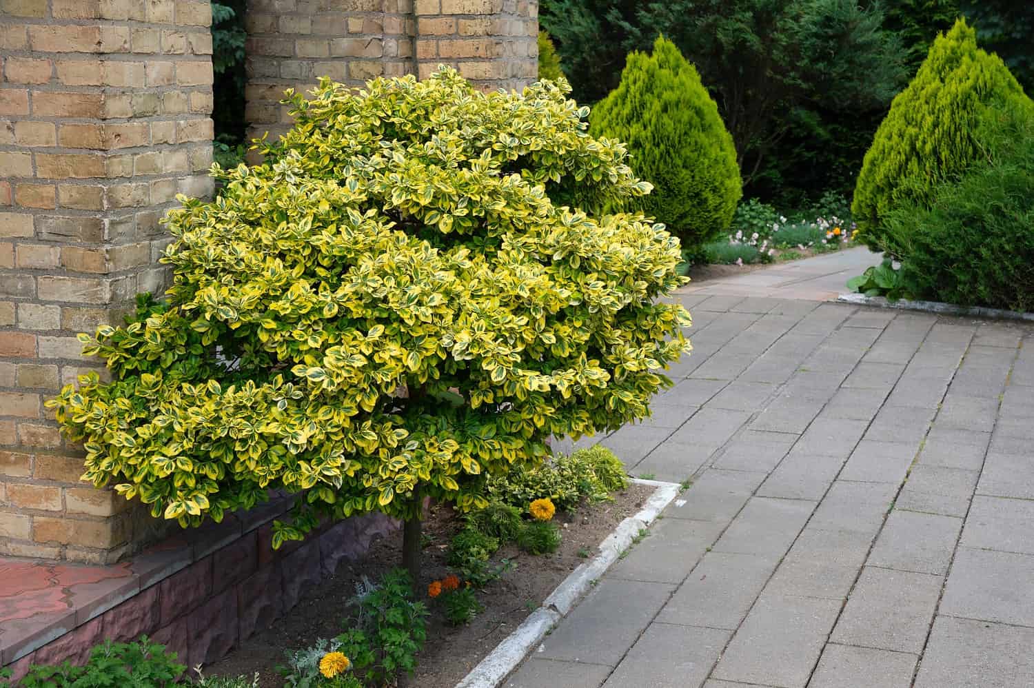 Golden-variegated Wintercreeper shrub beside brick wall along stone pathway with conical evergreens in garden setting