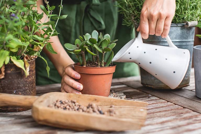A person watering a potted plant, small succulent in a terracotta pot, watering can in hand, wooden table surface, plant care activity