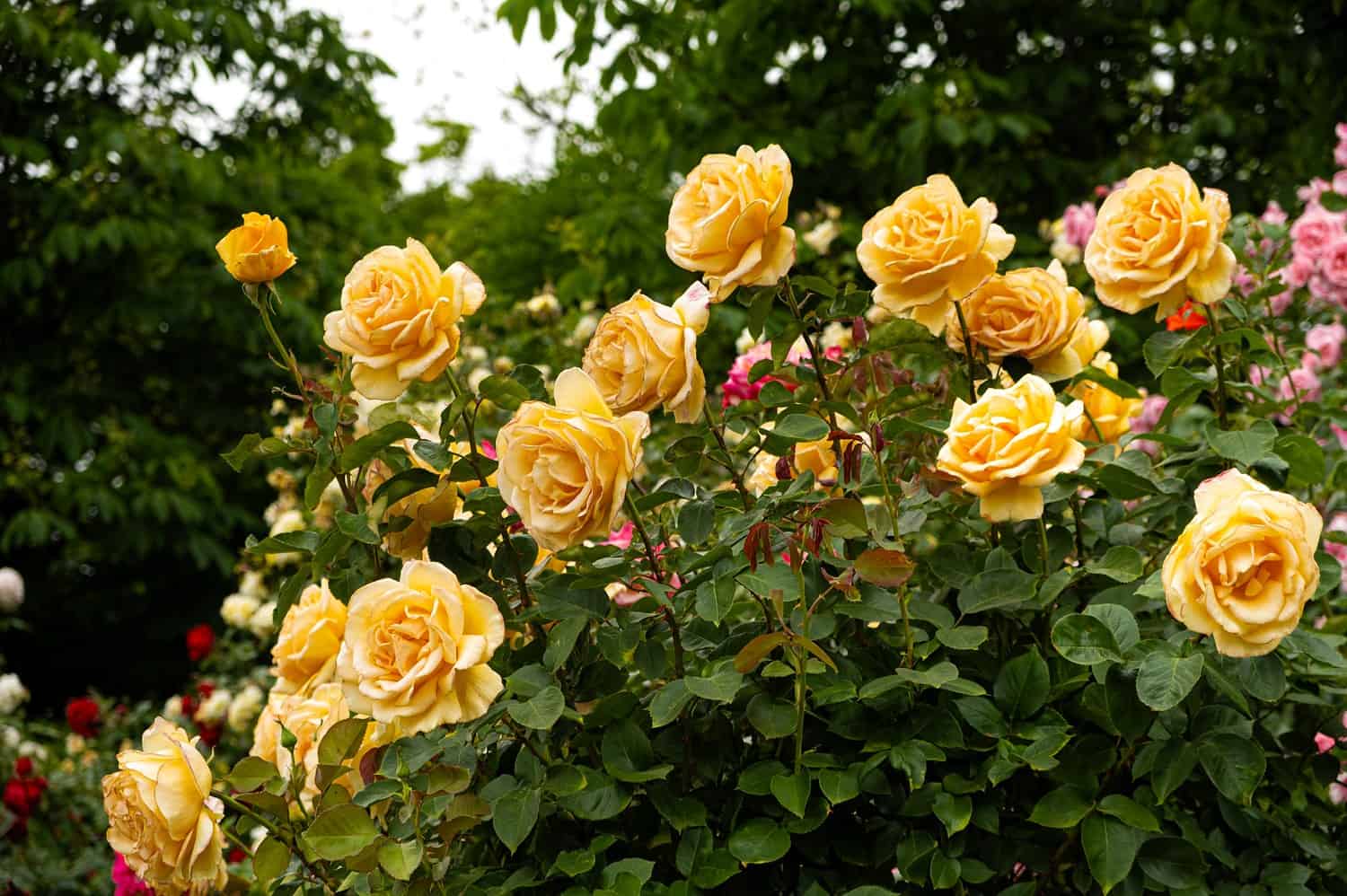 Cluster of pale yellow roses in full bloom against green foliage, bright sunlight illuminating the flowers, blue sky visible in background, garden setting