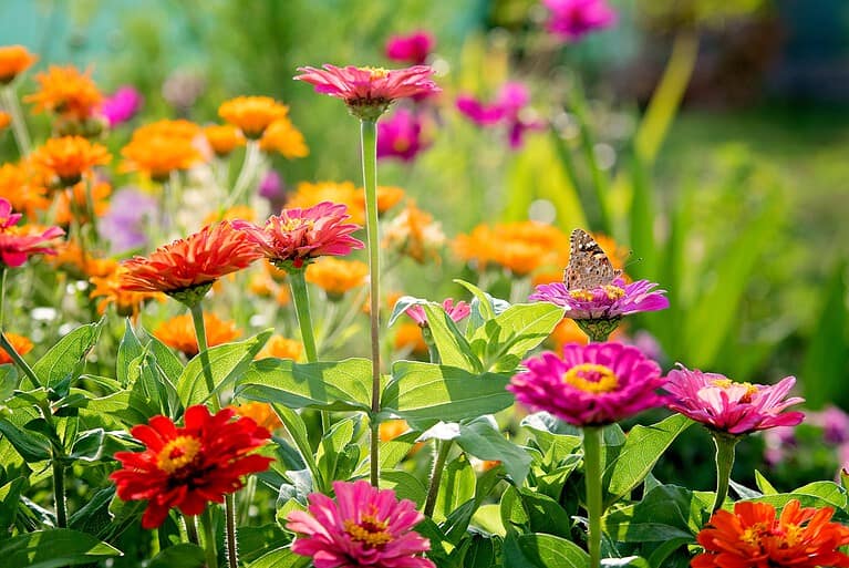 Vibrant garden of pink and orange zinnias in bloom. Flowers stand at varying heights with green stems and leaves. Background shows blurred colorful flowers.