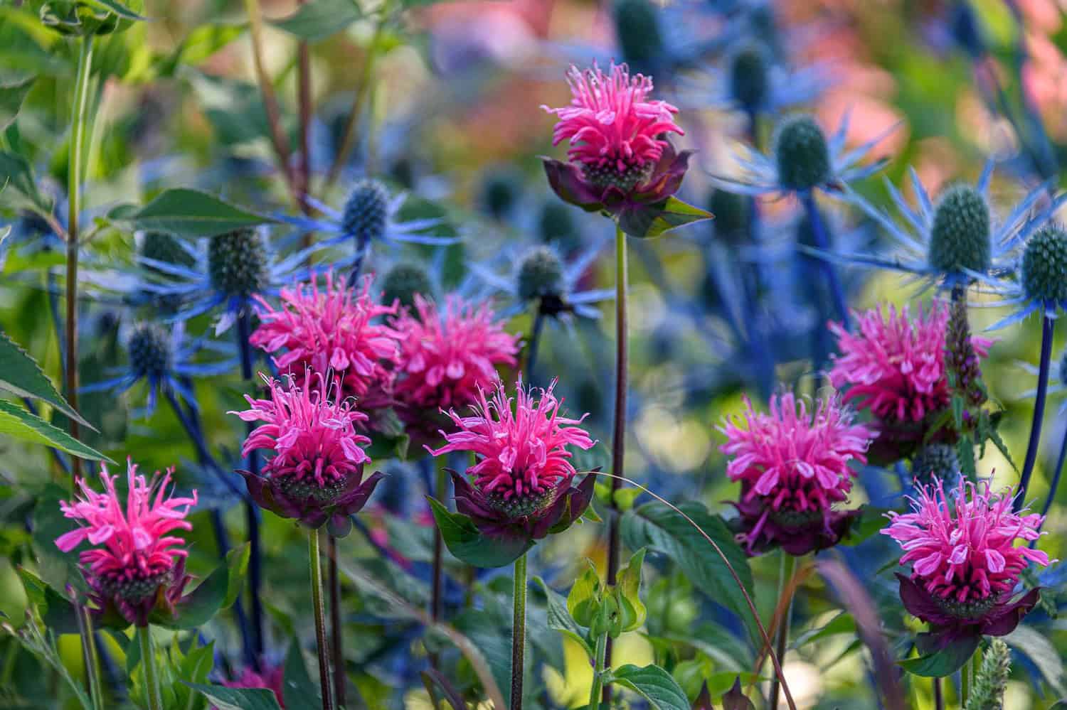 Vibrant pink bee balm flowers, surrounded by blue thistles, blooming in a lush garden