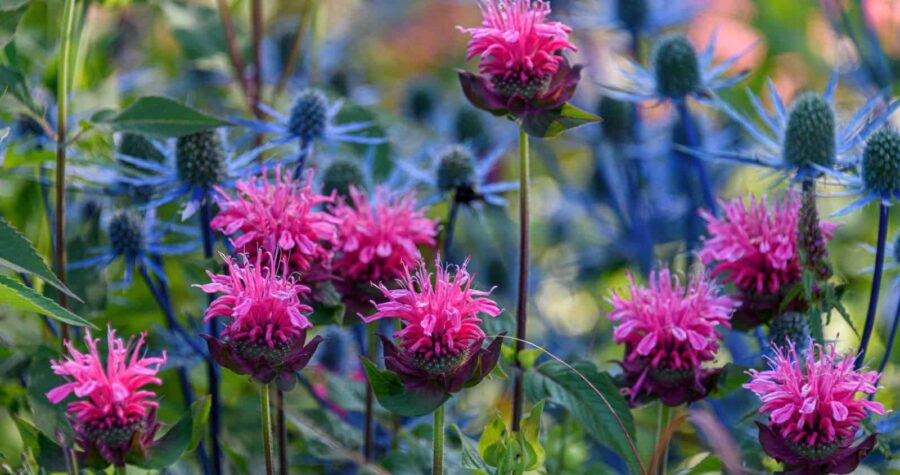 Vibrant pink bee balm flowers, surrounded by blue thistles, blooming in a lush garden